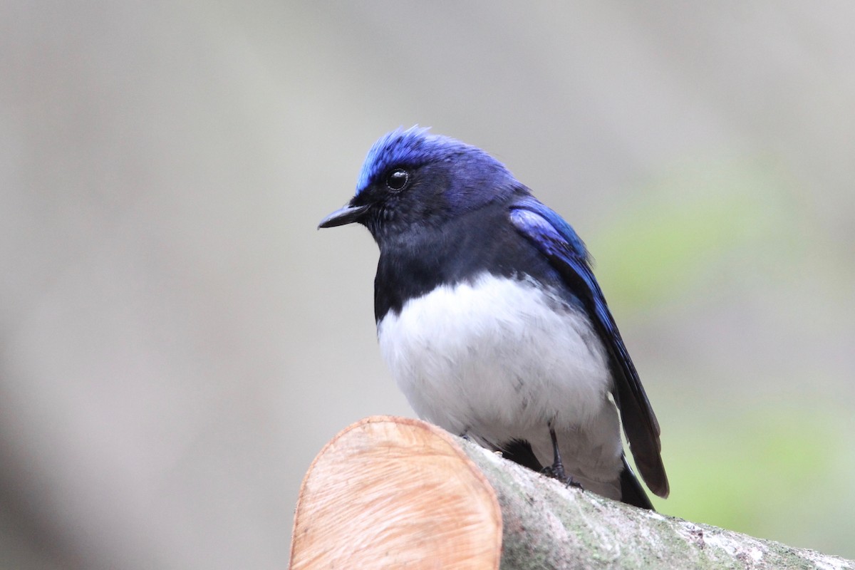 Blue-and-white Flycatcher - ML160716661