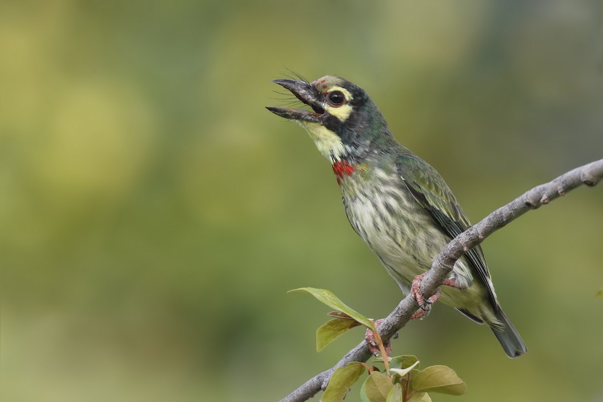 Coppersmith Barbet - Sharif Uddin