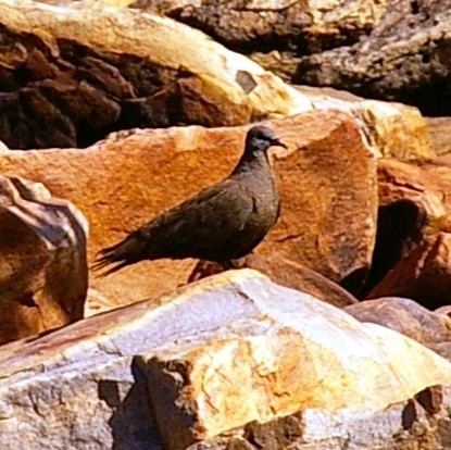 White-quilled Rock-Pigeon - Greg & Jeanette Licence