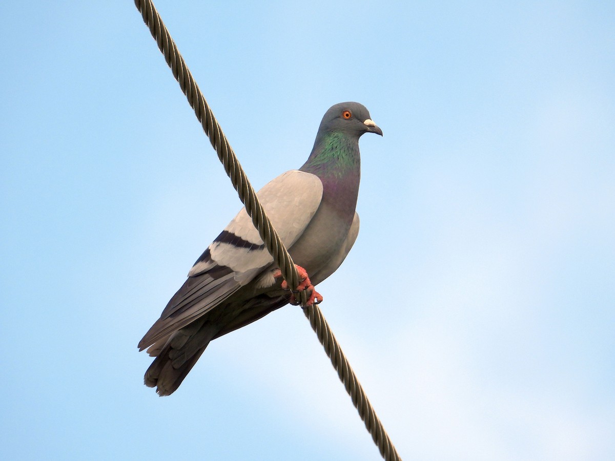 Rock Pigeon (Feral Pigeon) - Chris Burwell
