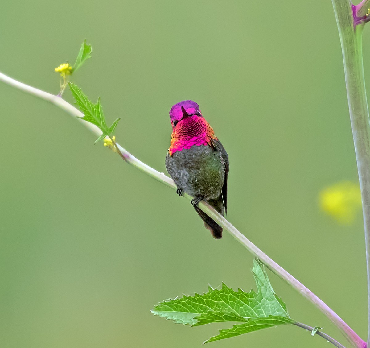 Anna's Hummingbird - ML160723741