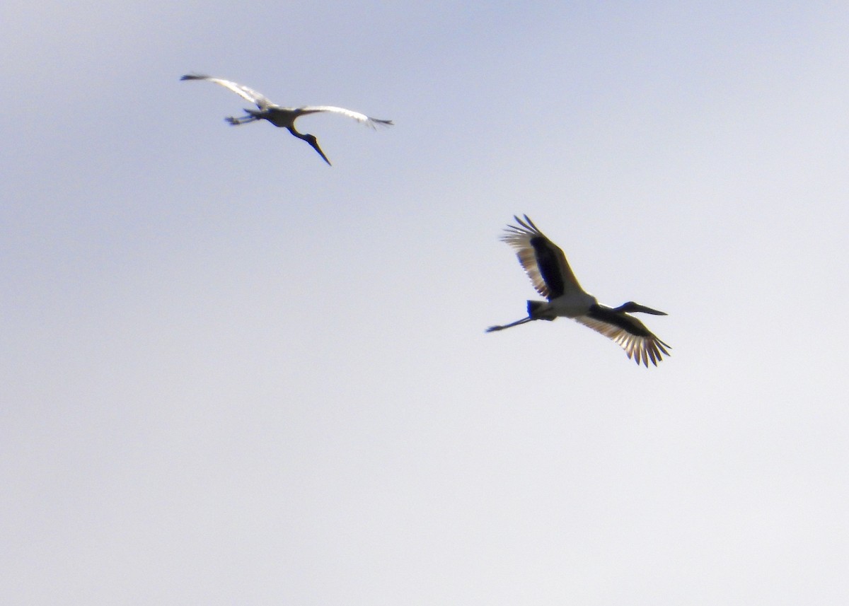 Black-necked Stork - Chris Burwell