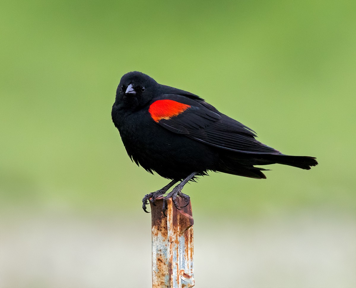 Red-winged Blackbird - Vayun Tiwari