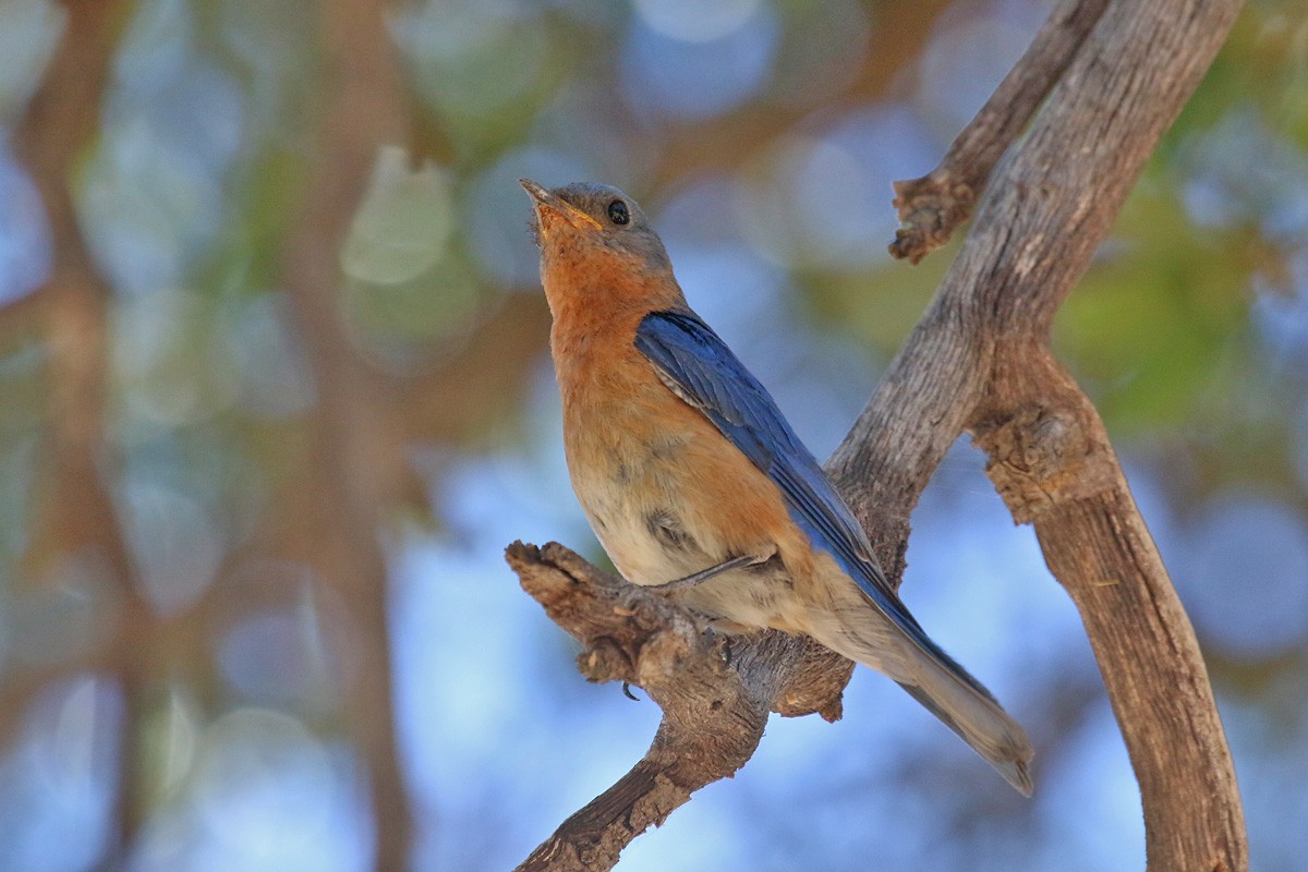 Eastern Bluebird (Mexican) - ML160724301