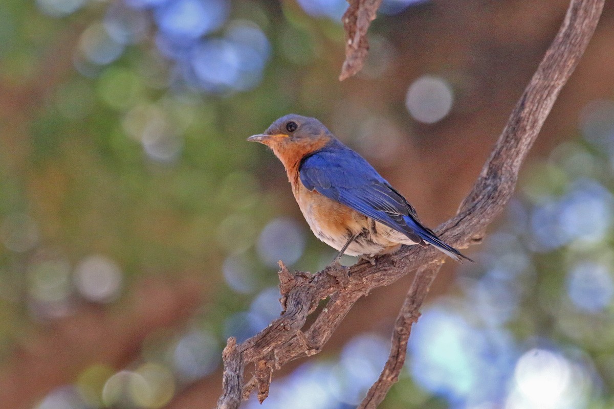 Eastern Bluebird (Mexican) - ML160724311