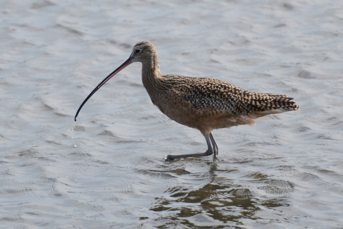 Long-billed Curlew - ML160733621