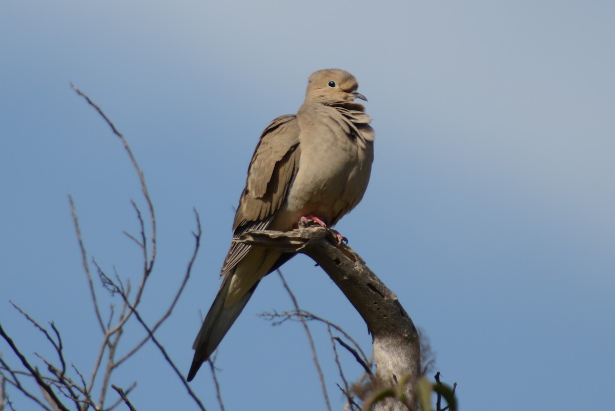 Mourning Dove - Dirk Tomsa