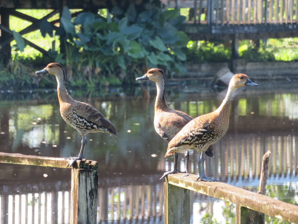 West Indian Whistling-Duck - ML160734761