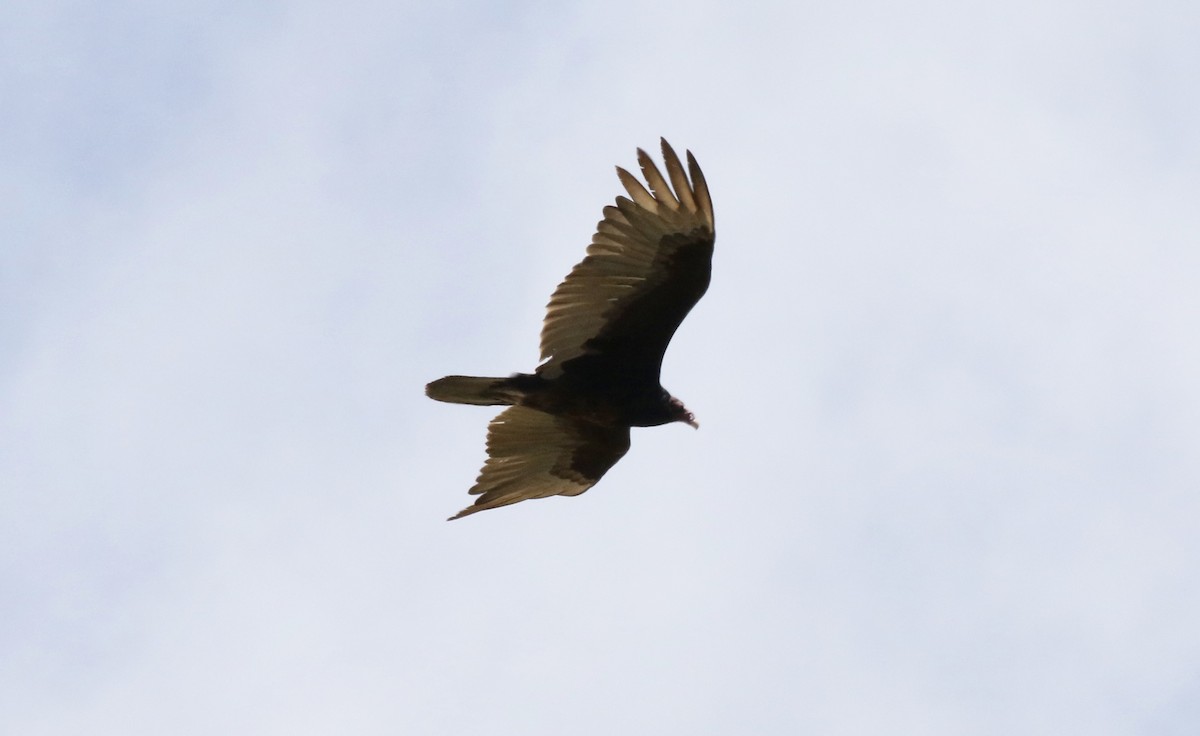 Turkey Vulture - John Bruin
