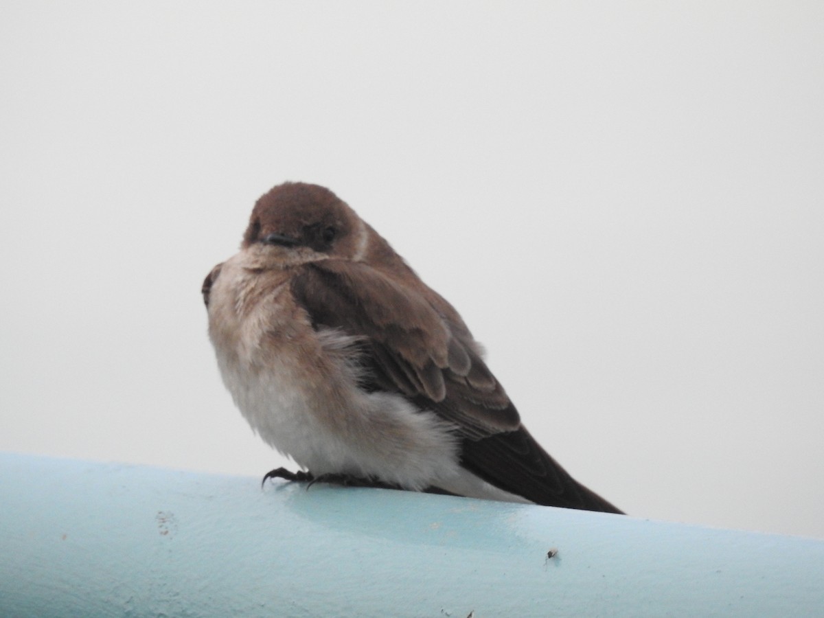 Northern Rough-winged Swallow - Bruce Hoover