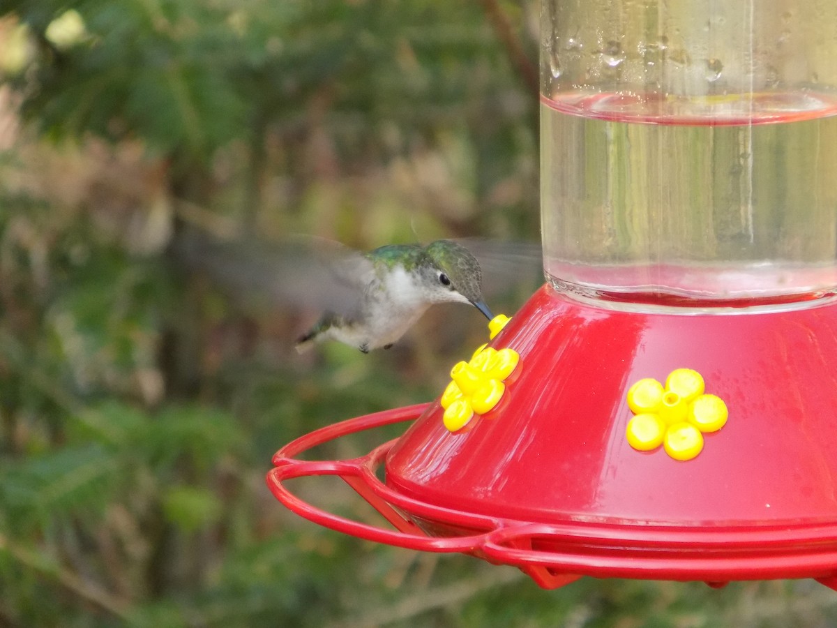 Ruby-throated Hummingbird - The Real Anonymous