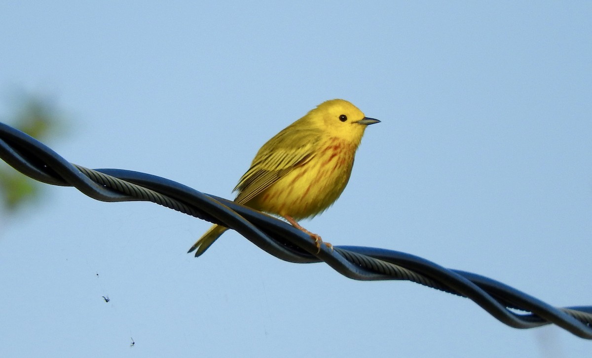 Yellow Warbler - Noam Markus