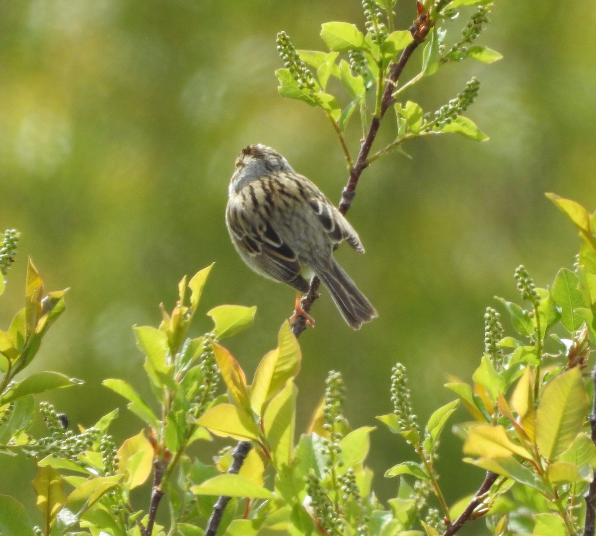 Clay-colored Sparrow - ML160742561