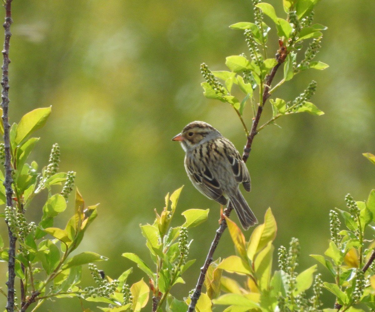 Clay-colored Sparrow - ML160742571