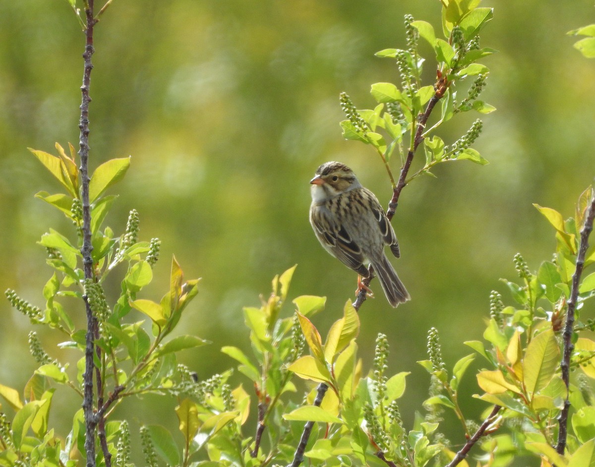 Clay-colored Sparrow - ML160742581