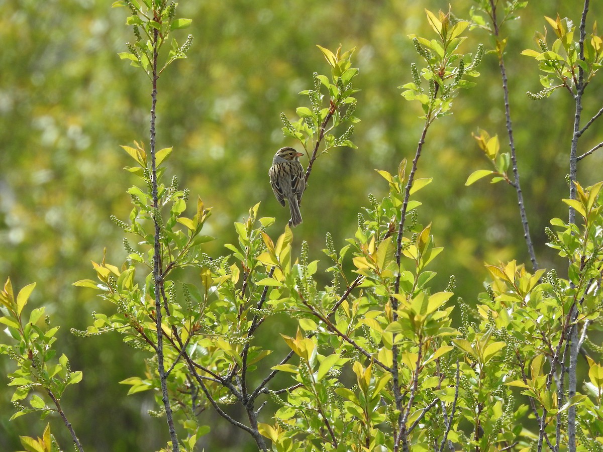 Clay-colored Sparrow - ML160742821