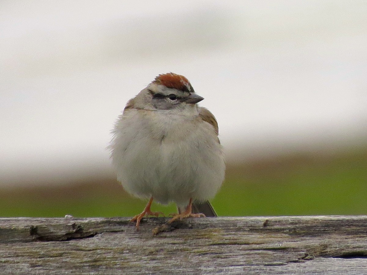Chipping Sparrow - ML160743351