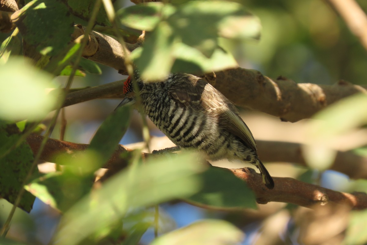 White-barred Piculet - ML160746591