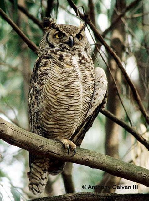 Great Horned Owl - a galvan