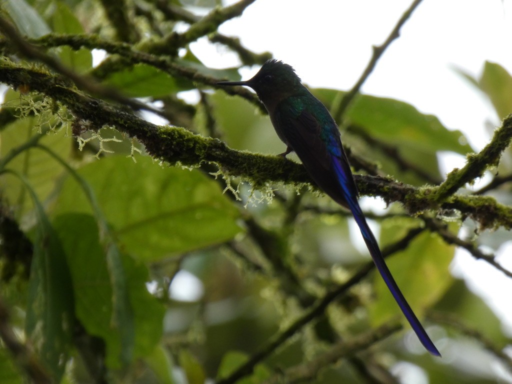Violet-tailed Sylph - ML160753361