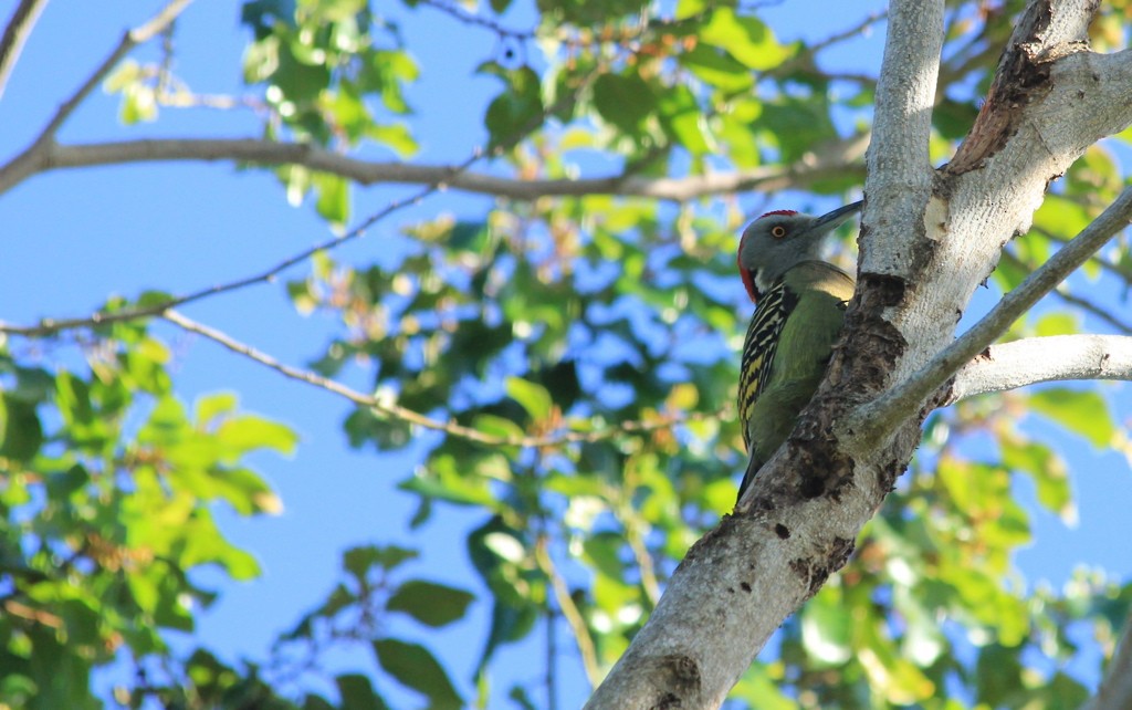 Hispaniolan Woodpecker - ML160755921