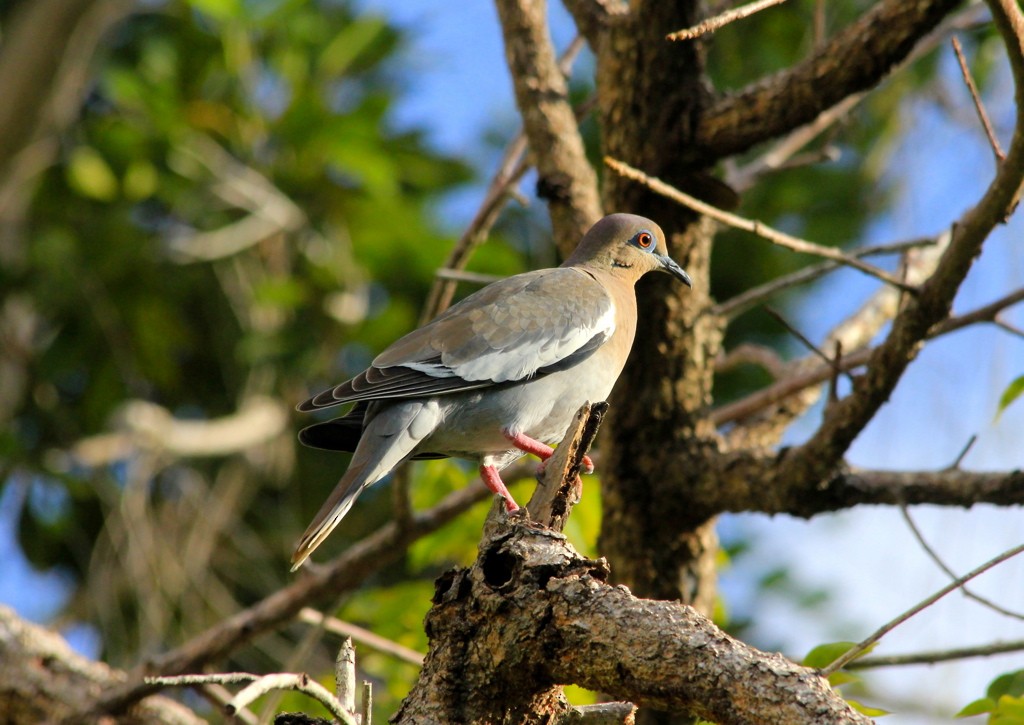 White-winged Dove - Sahas Barve