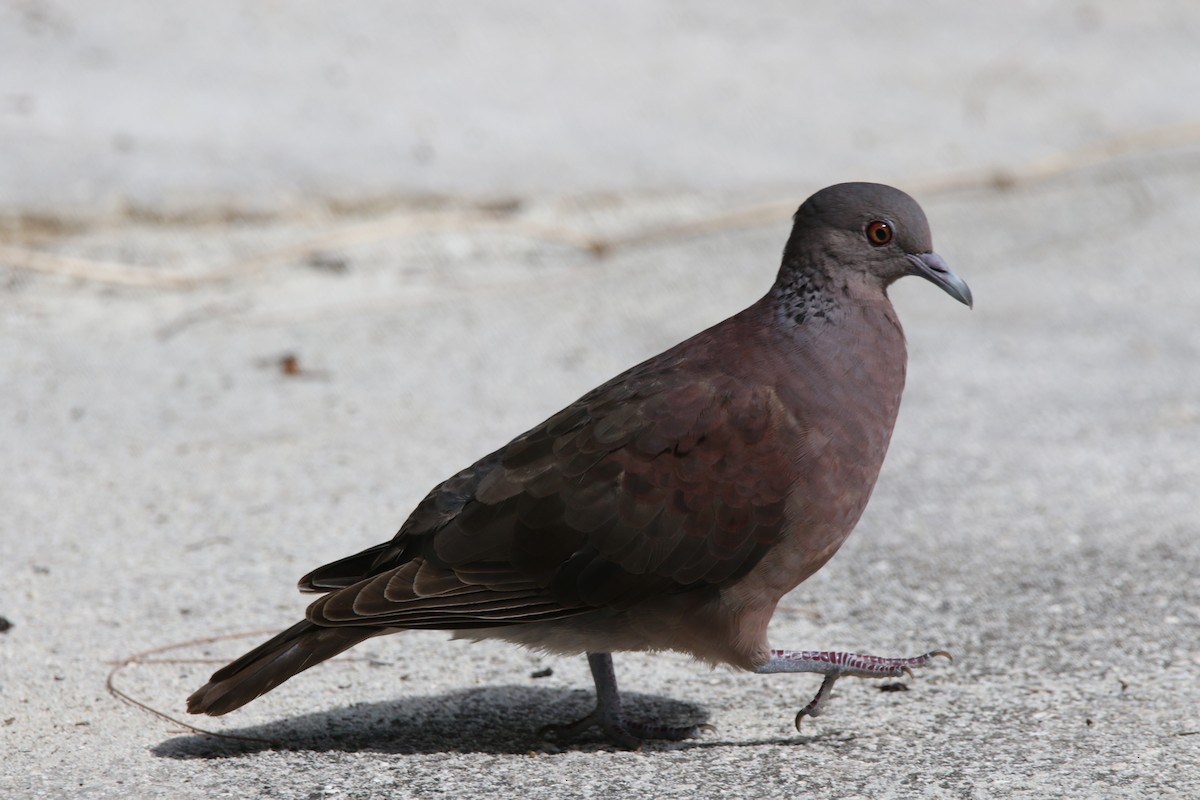 Pigeon de Madagascar - ML160768441