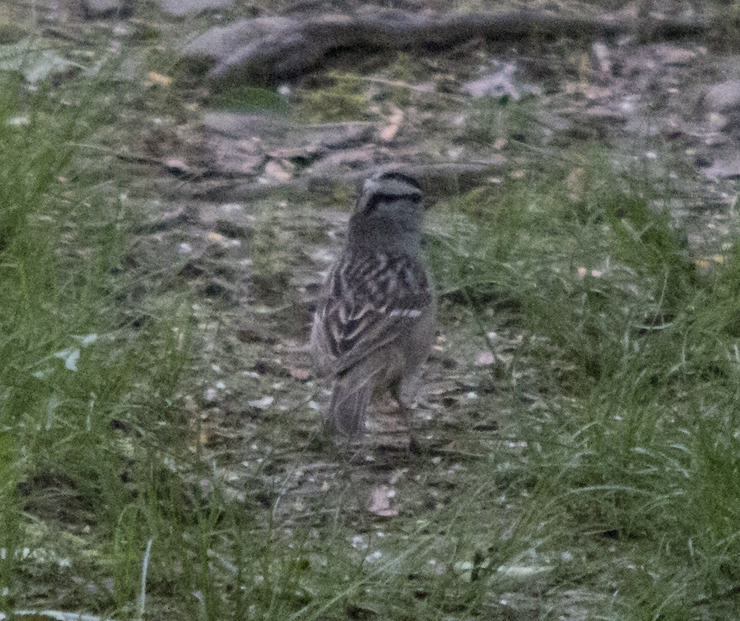 White-crowned Sparrow - ML160769911