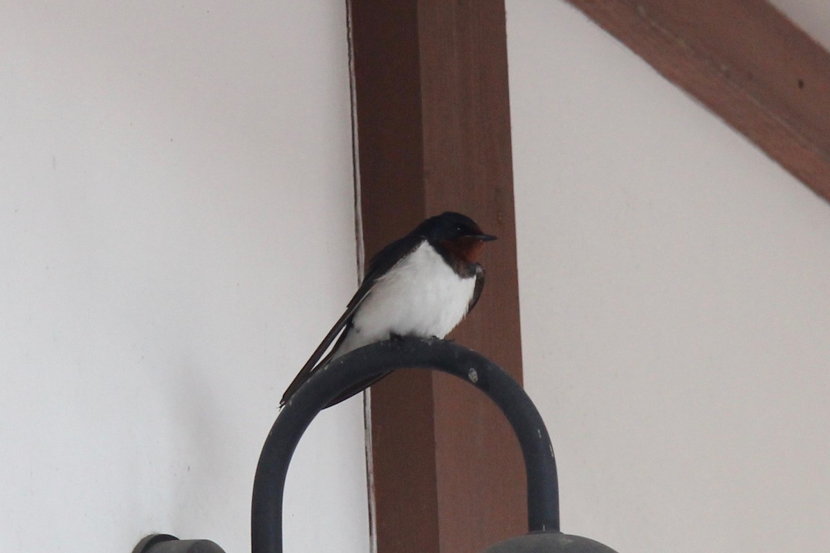 Barn Swallow (Buff-bellied) - ML160774641