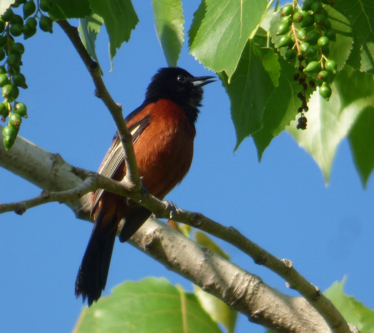 Orchard Oriole - ML160774681