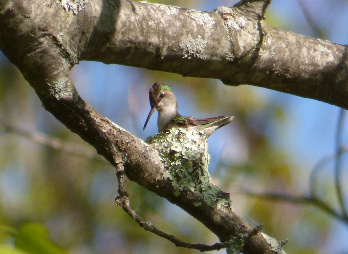 Ruby-throated Hummingbird - Mary  McMahon