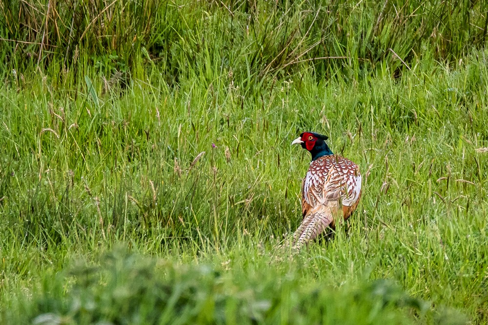 Ring-necked Pheasant - Jean-Guy Papineau