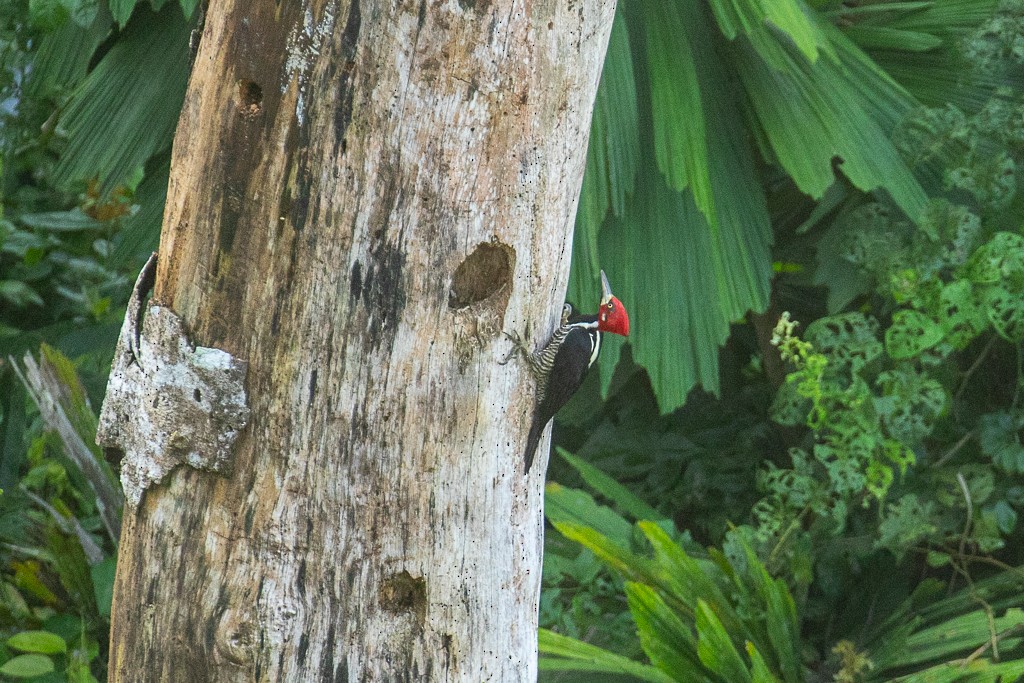 Crimson-crested Woodpecker - Ilya Povalyaev
