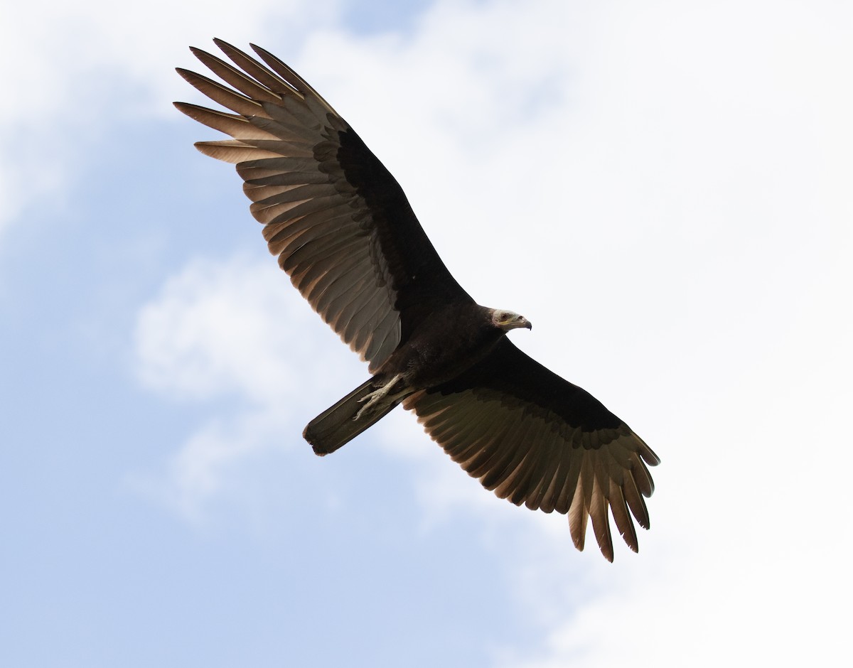 Lesser Yellow-headed Vulture - ML160783901