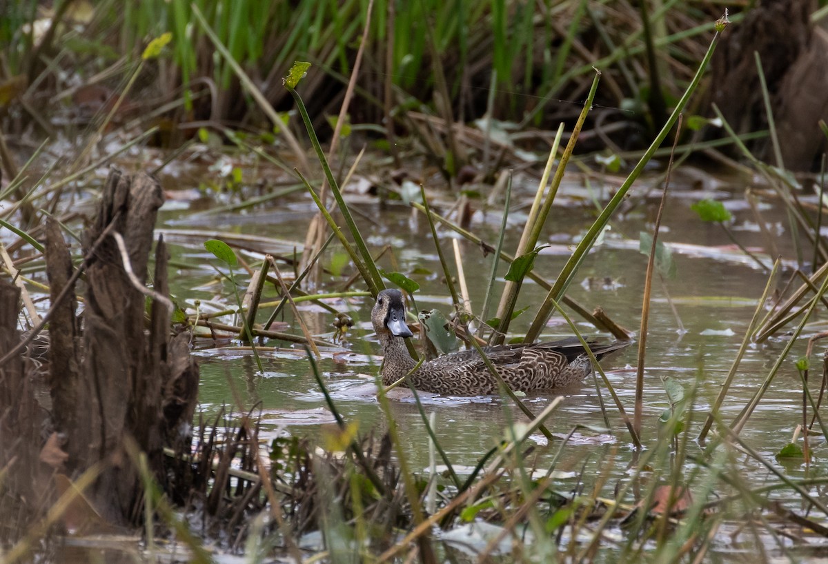 Blue-winged Teal - ML160783961