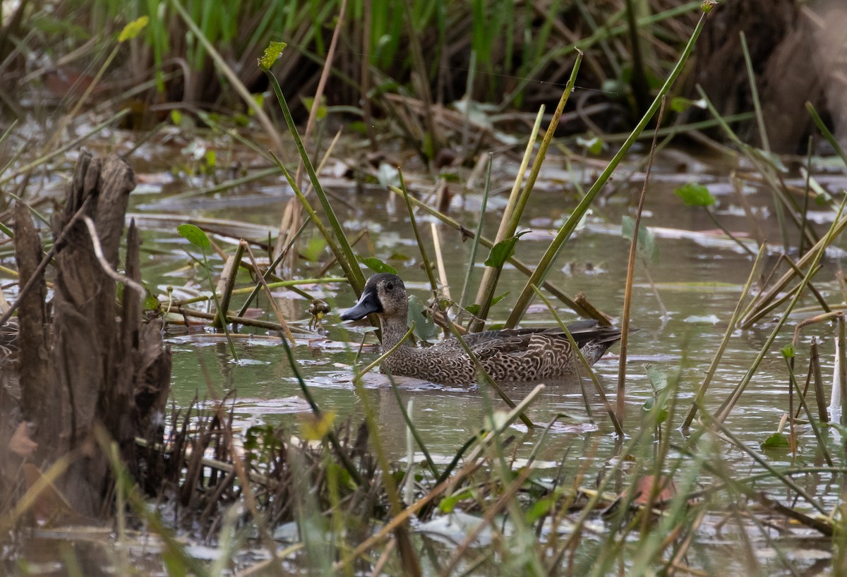 Blue-winged Teal - ML160783971