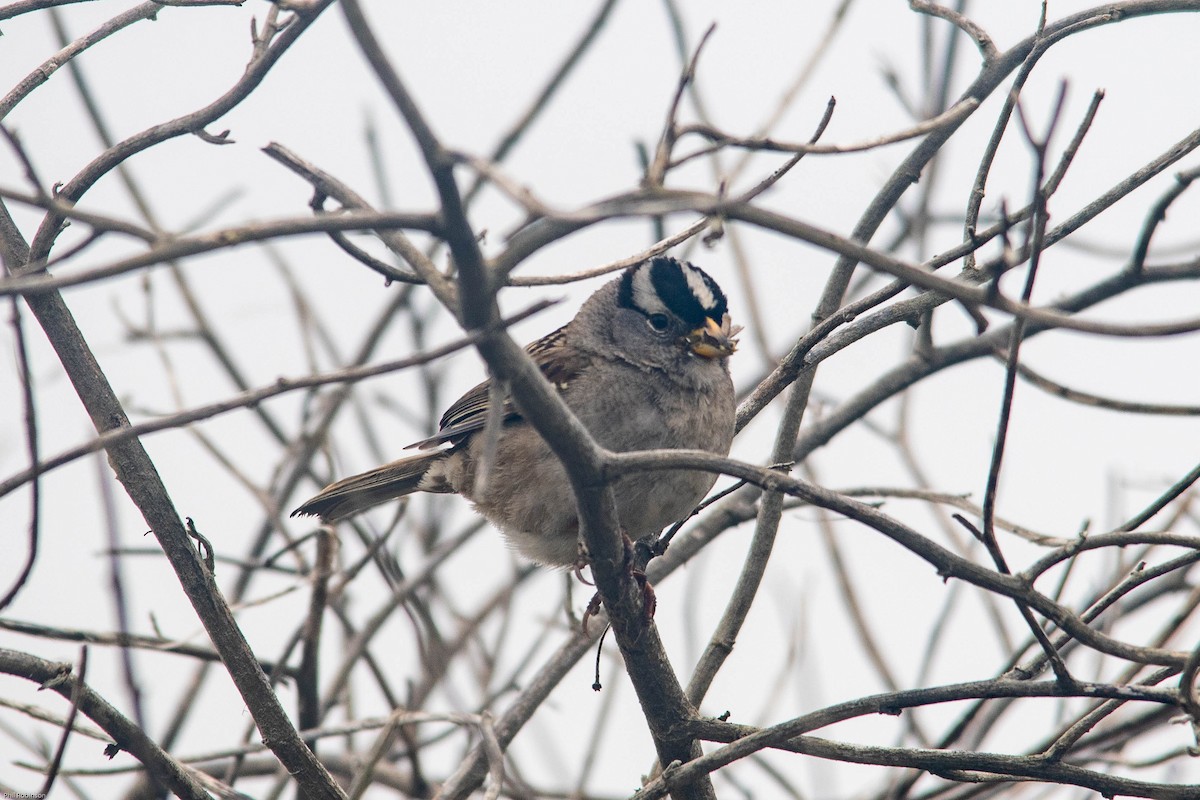 White-crowned Sparrow - Philip Robinson