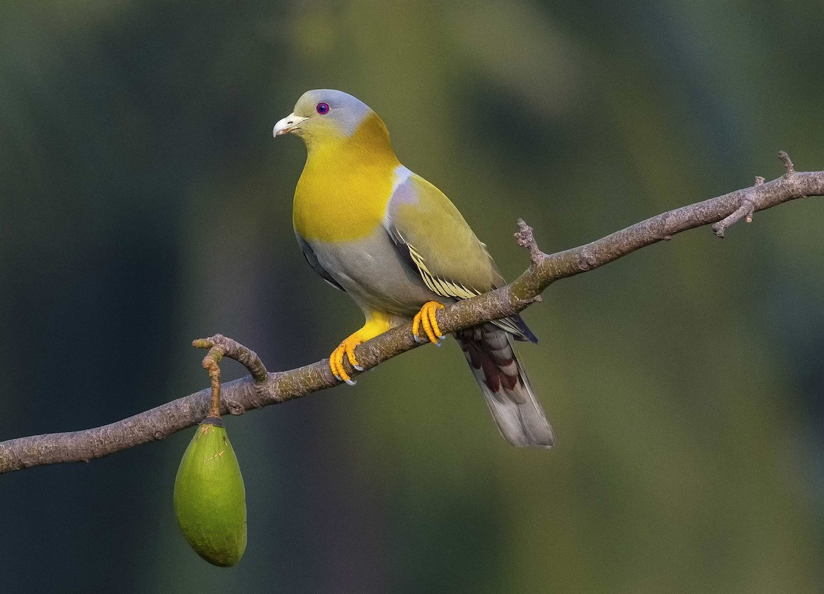 Yellow-footed Green-Pigeon - Bidyut De
