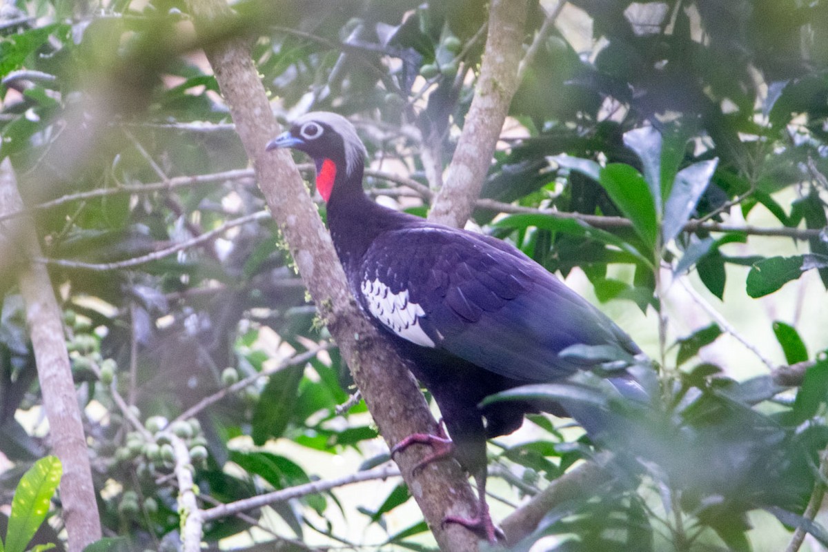 Black-fronted Piping-Guan - Diego Kondratzky