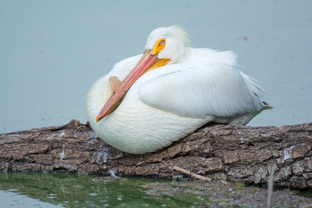 American White Pelican - Juan Miguel Artigas Azas