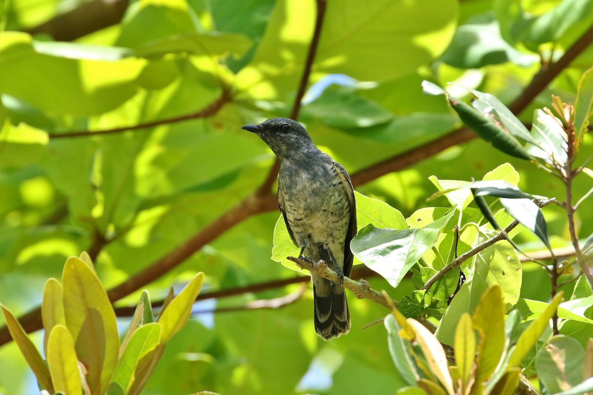 Common Cicadabird (Palau) - Thibaud Aronson