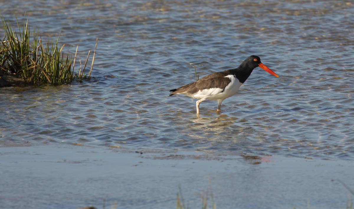 American Oystercatcher - Anonymous