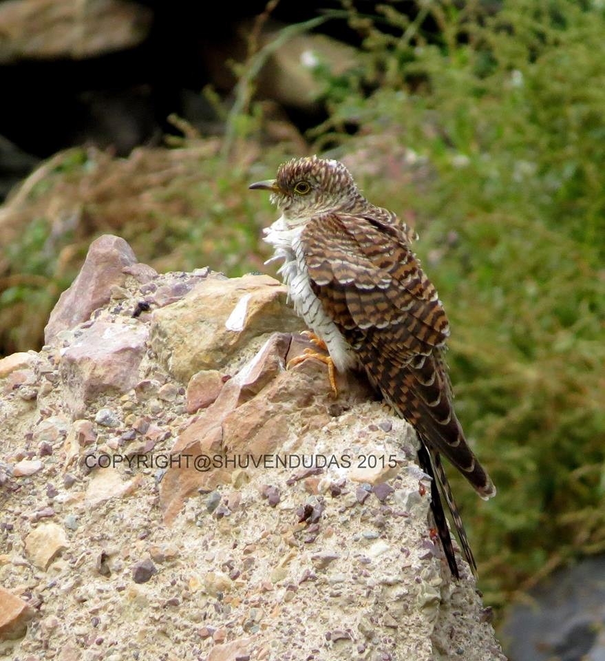 Himalayan Cuckoo - Shuvendu Das