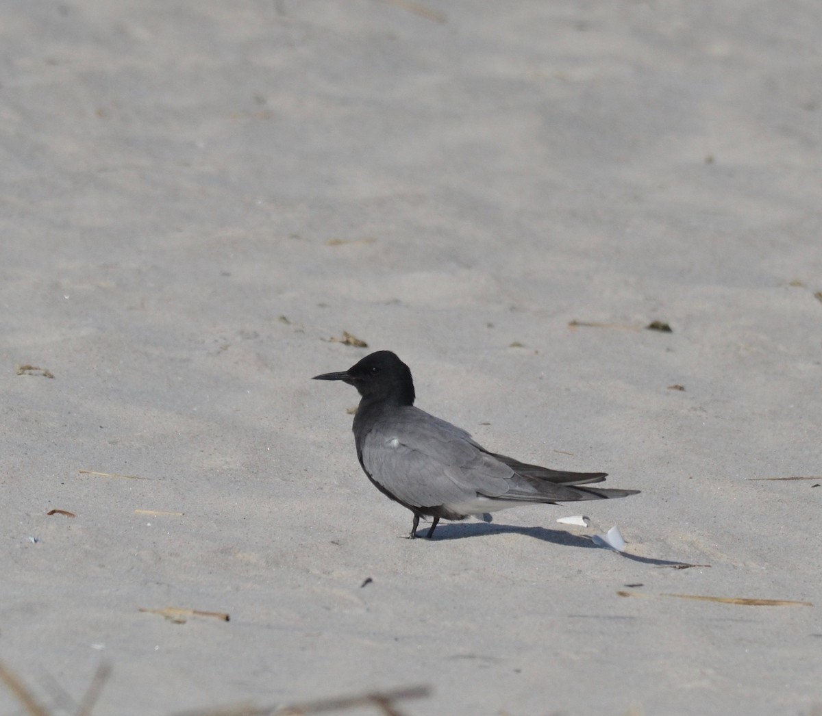 Black Tern - Peter Paul