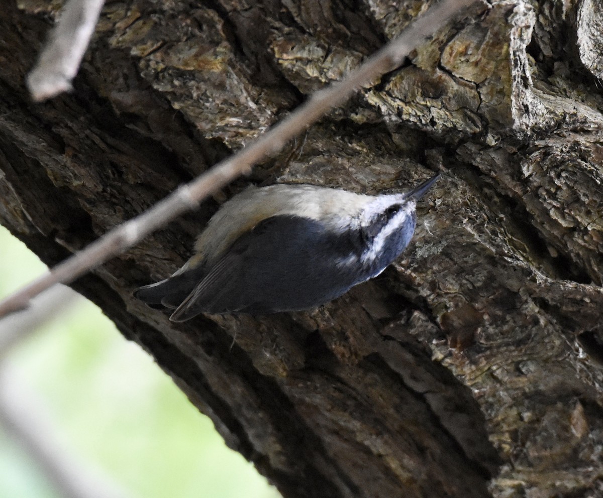 Red-breasted Nuthatch - ML160809611