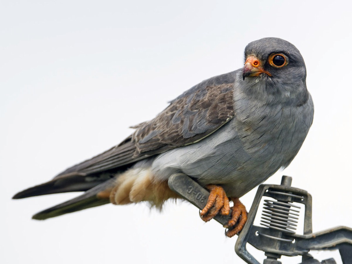 Red-footed Falcon