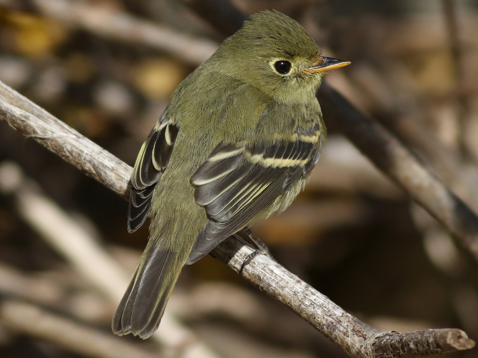 Yellow Bellied Flycatcher