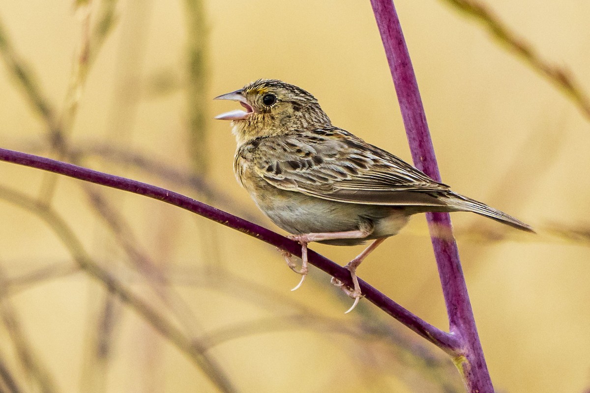 Grasshopper Sparrow - Rhonda Howard