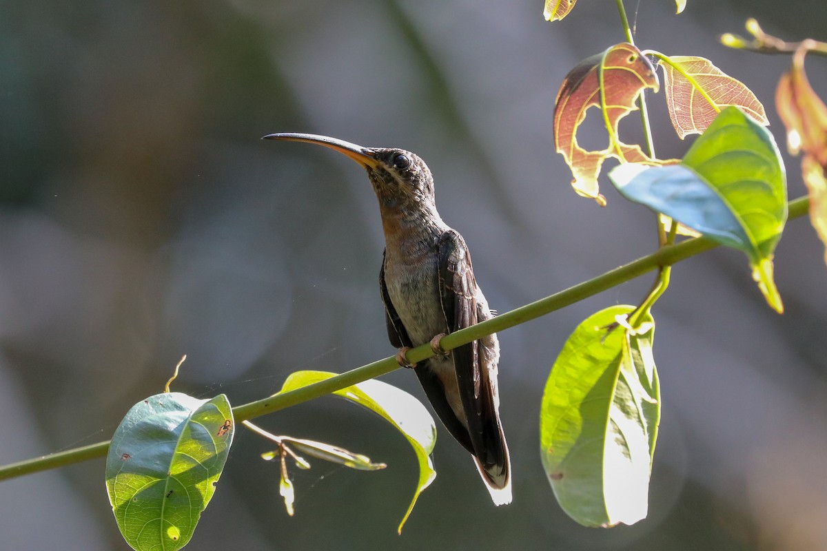 Rufous-breasted Hermit - ML160817481