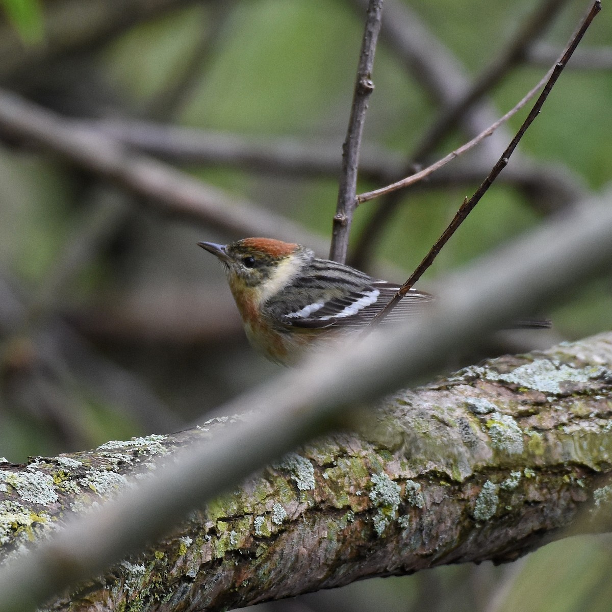 Bay-breasted Warbler - Emily Tornga